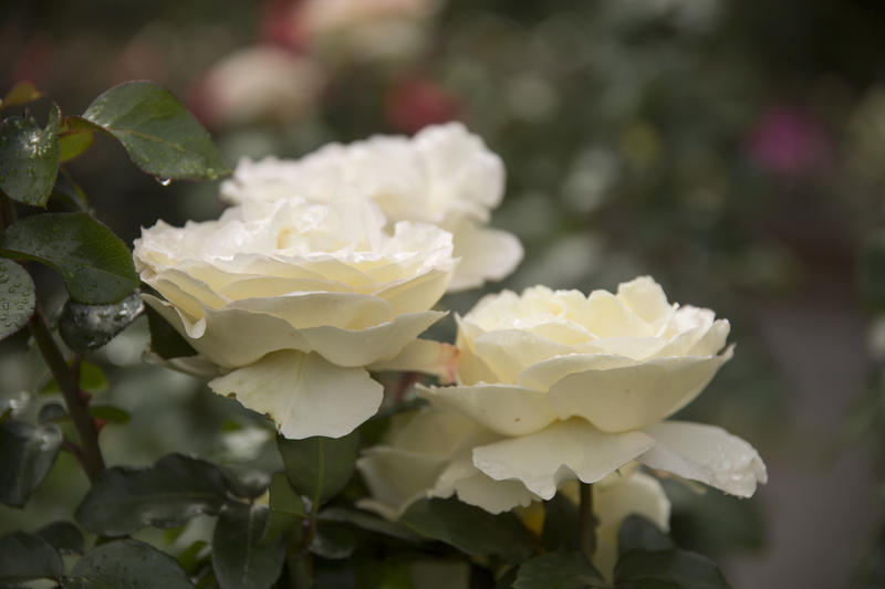 hedge trimming professional gardeners